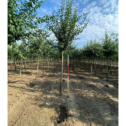 Plommon - Prunus domestica 'Hauszwetsche' - Stammens omkrets 14-16 cm, höjd 3,5-4 meter, HS,